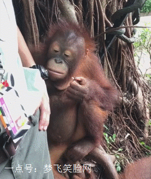 猴哥这个味道怎么样,话说你还挺会掩饰