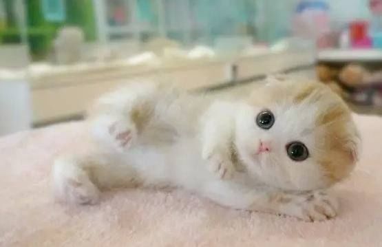 摩羯座:拉邦猫