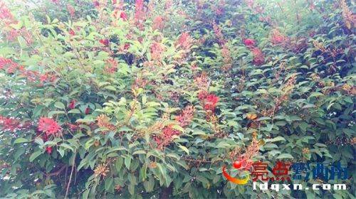 兴义街心花园四棵鹦哥树开花了 四树像两对夫妻相依相