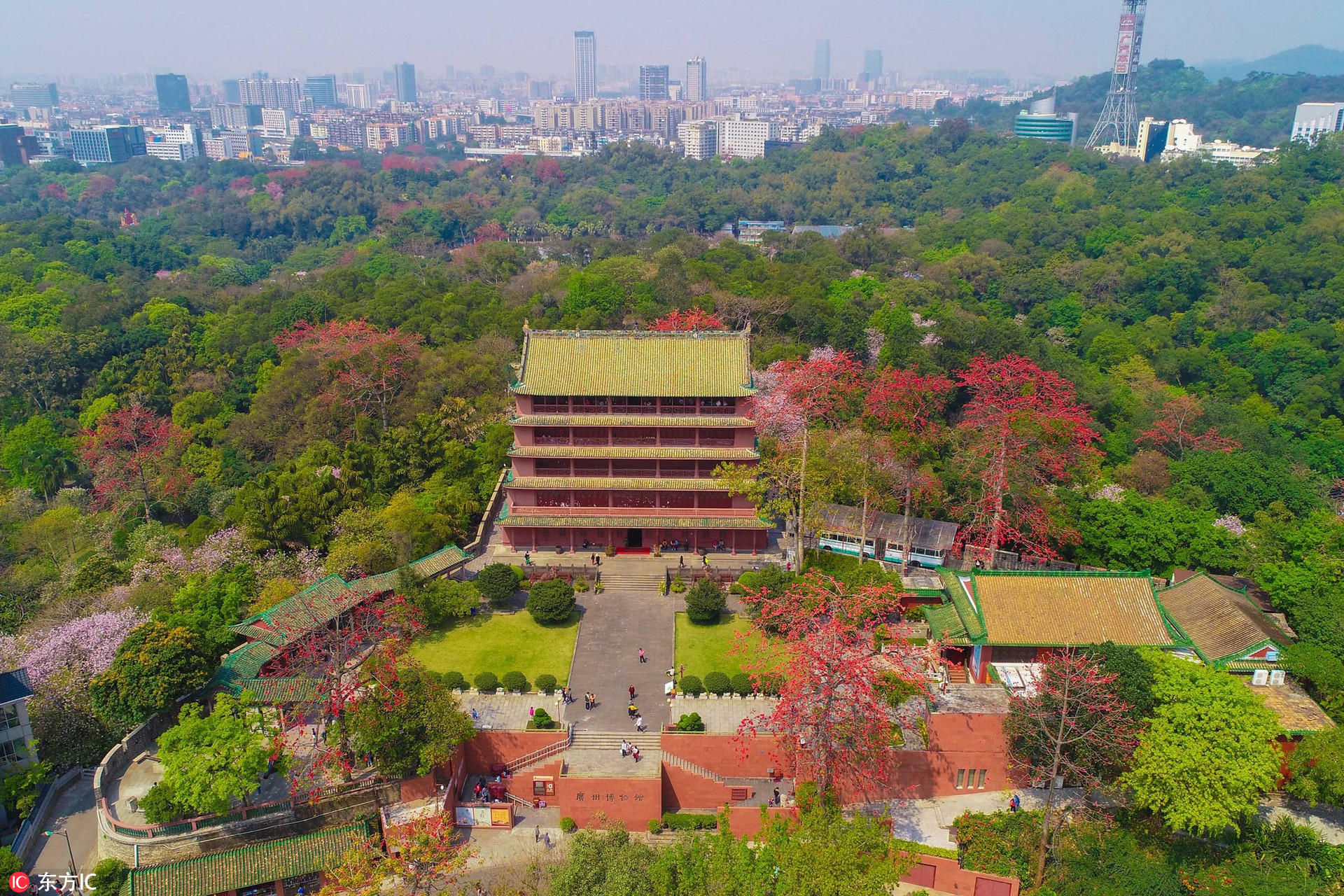 广州越秀山镇海楼花开艳丽,空中俯瞰木棉与"五层楼"争相辉映.