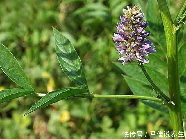 咳嗽有痰,咽喉肿痛?路边摘点"返魂草"泡水喝,3天就能痊愈