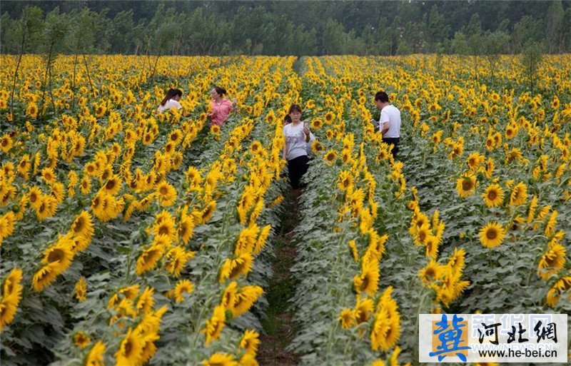 6月13日,游客在河北省武邑县赵桥镇赵西村油葵种植园观赏游玩.