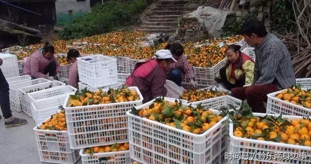 贵州锦屏乌坡香桔又熟了 漫上遍野金灿灿