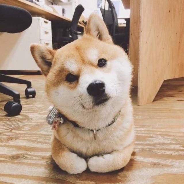 行走的表情包,自带萌系特征的柴犬狗狗