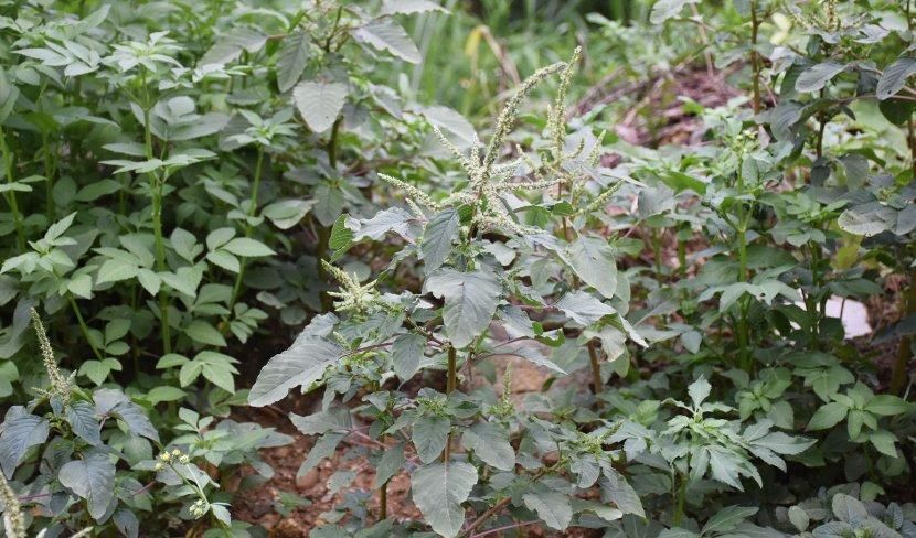 刺苋,药材名:野苋菜.