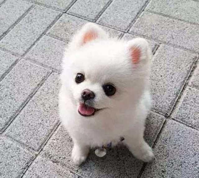 博美 博美犬是一种非常爱玩的小型犬,同时它很真诚温顺,食量也不大.
