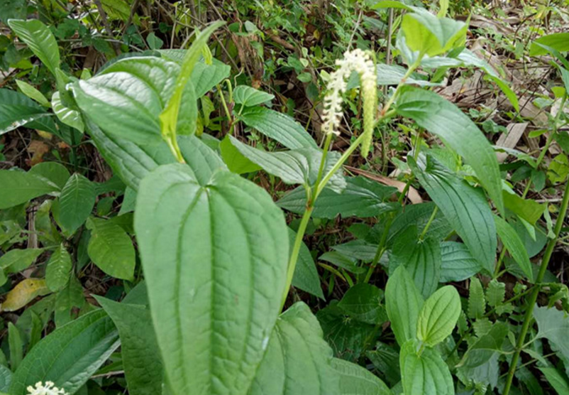 农村池塘边一种植物,用于妇科,筋骨风湿,特管用