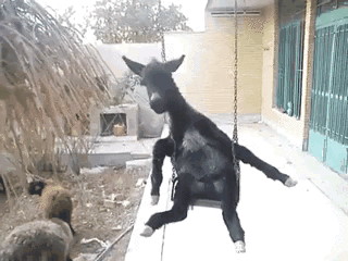 壁纸 动物 狗 狗狗 320_240 gif 动态图 动图