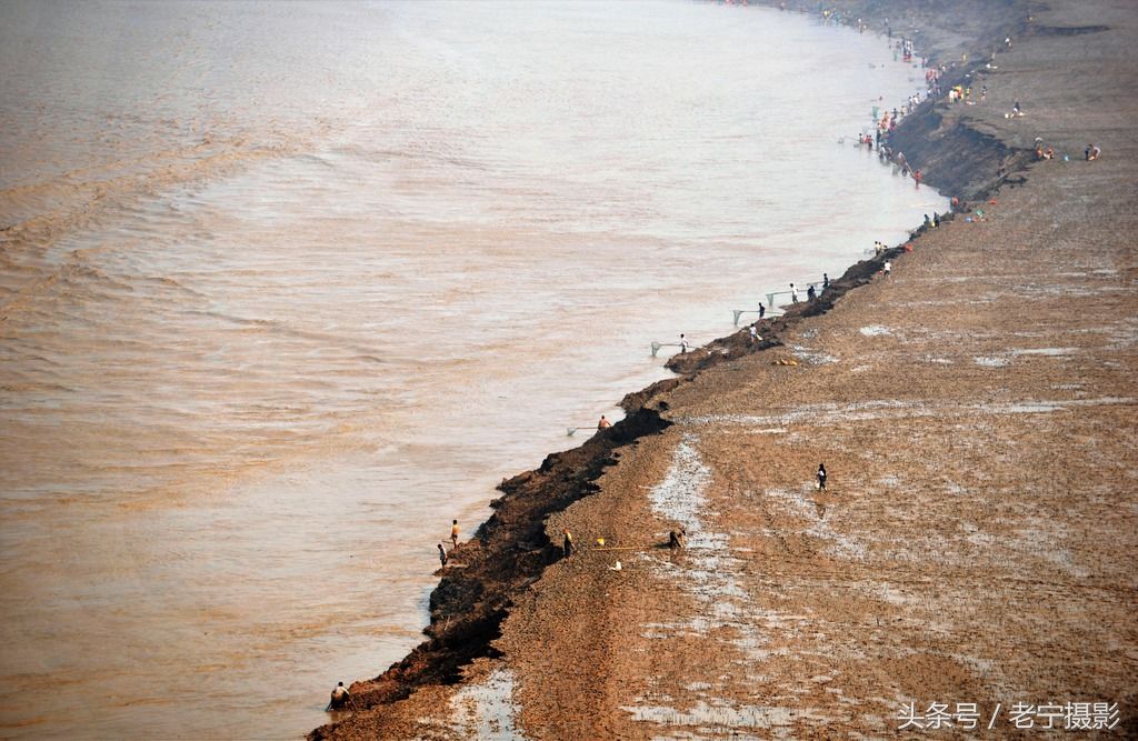 黄河有鱼天上来,两岸百姓捞鱼忙,今年大河"流鱼"你不想拍吗?