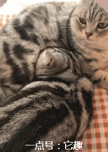 猫:它不是我妈,是我老婆,我吃了怎么了?