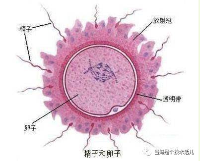 女人受精过程图解!原来十月怀胎就是最大的奇迹!