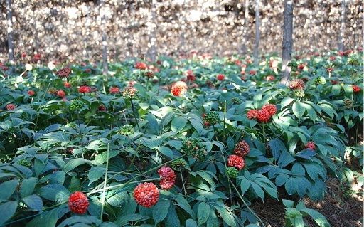 (药用三七植株)