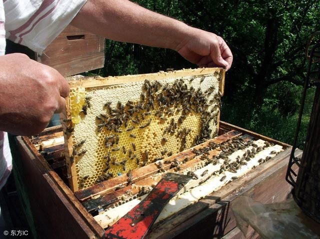 蜜蜂养殖管理技术