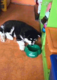 搞笑gif图:这就是传说中的