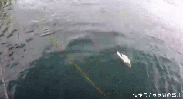 鱼贪吃起来会怎样?男子钓获的大口黑鲈,肚子这么