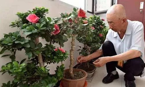 室内怎样养好杜鹃花_室内养花大全_老来俏花能在室内养吗