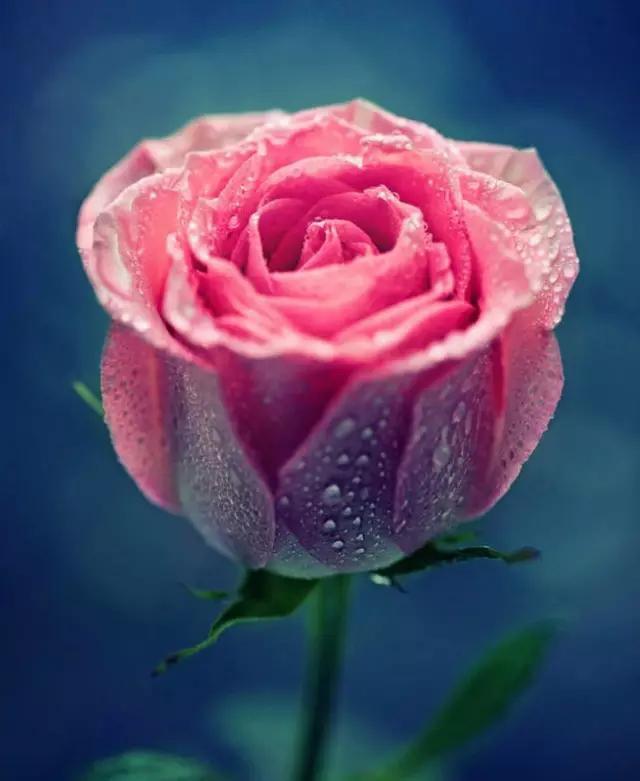 最美的滴水玫瑰,送给天下女人!(节日快乐)