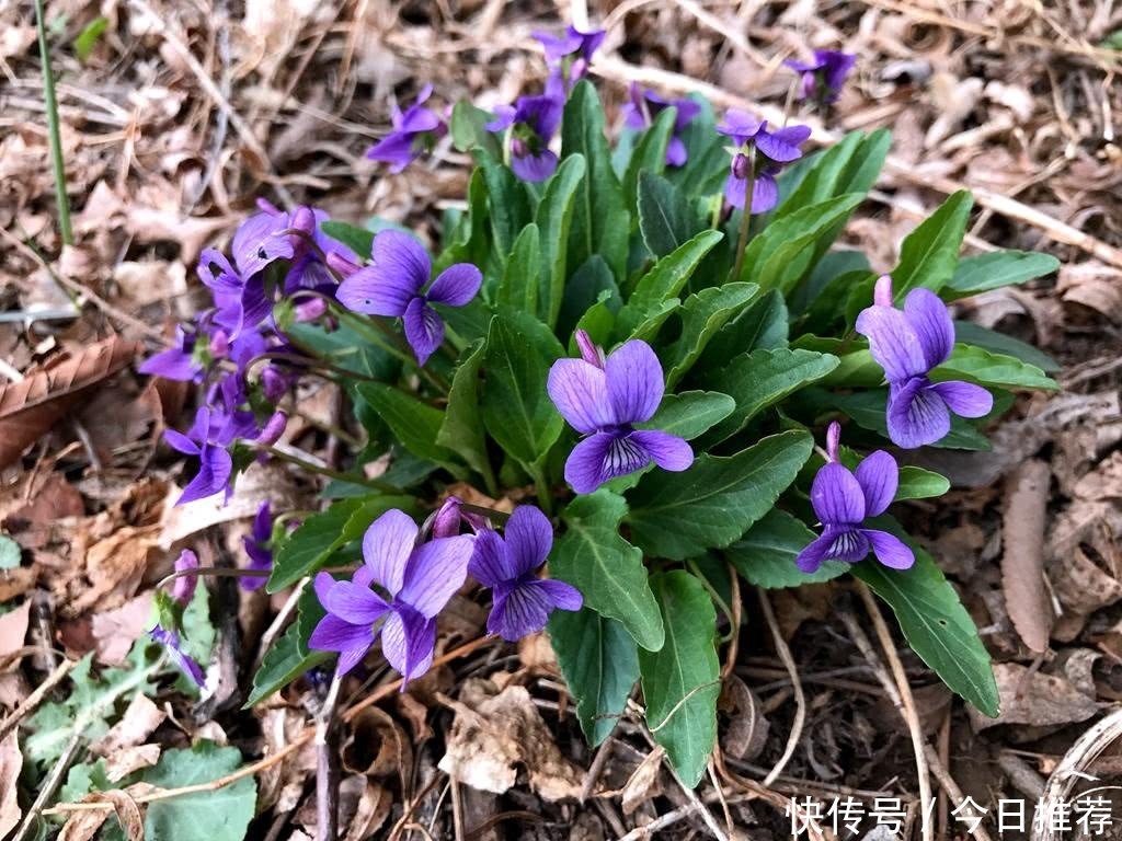 紫花地丁