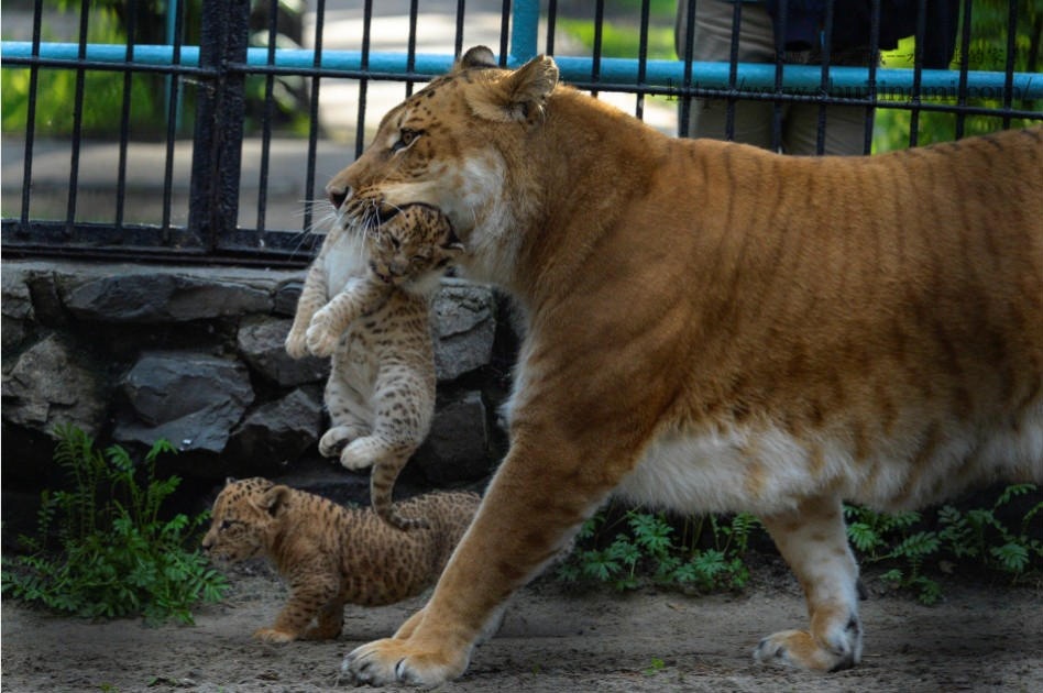 豹狮是一头雄性美洲豹与一头雌狮杂交后的产物