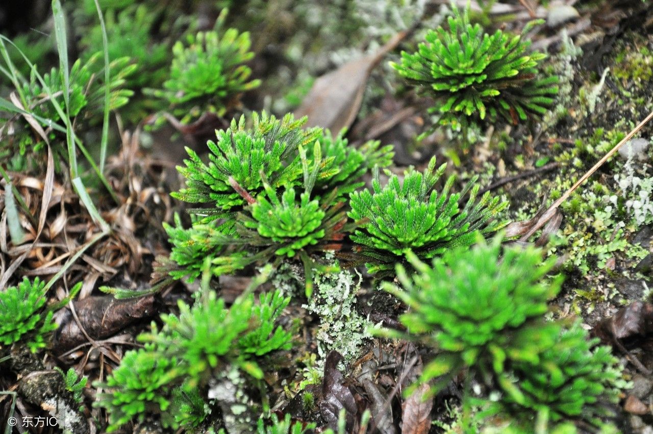农村这种野草被称为"九死还魂草",竟然这么多功效,涨