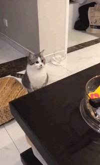 搞笑gif:每次看举重比赛都手心出汗,生怕这一幕真的发生!