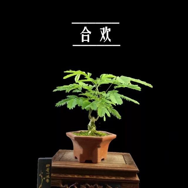 合欢盆景,百年好合,园艺种植精粹,观赏视觉意境,盆景之合欢