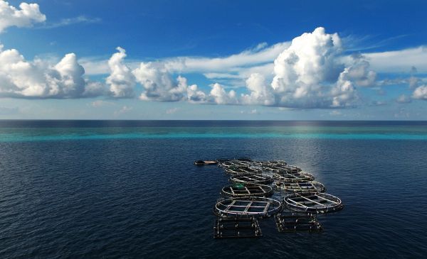 资料图片:南沙美济礁礁盘附近的深海养殖基地.新华社记者 赵颖全 摄