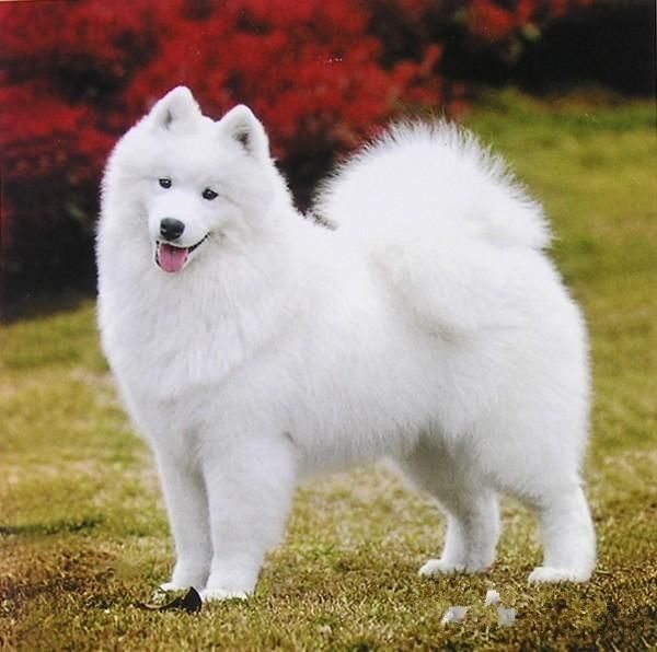 盘点世界各国名犬,藏獒排第三位,第一名是它!