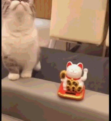 好萌!猫咪遇见招财猫表示不服气,猫咪:朕才是真正的招财猫!