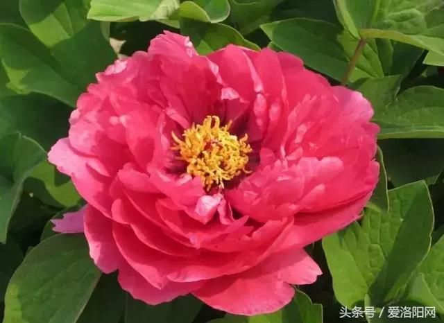 △藏枝红 △茄蓝丹砂 红色系牡丹 △十八号 △花王 △芳红 △帝冠 △