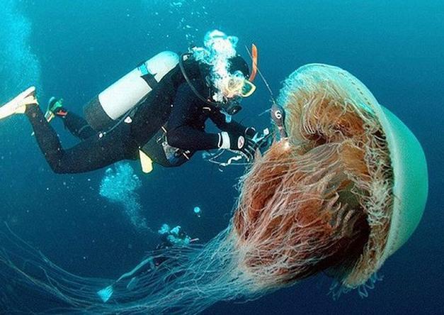 探寻核辐射世界中的八大变异生物