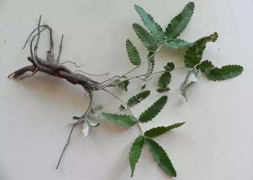 有研究显示:翻白草降血糖活性成分可能是其中的黄酮类物质.