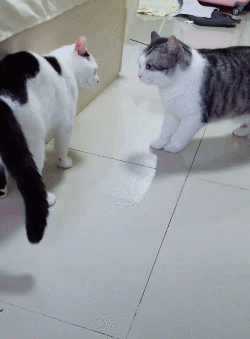 搞笑gif:妹子你这裙子不实用,放手机的地方都没有,真是无语