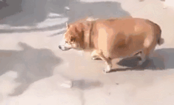每逢佳节胖三斤 这只柴犬胖十斤都不止了吧 你呢?