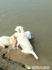 搞笑gif趣图 狗:你快回来,那边危险,你咋还去啊,别想