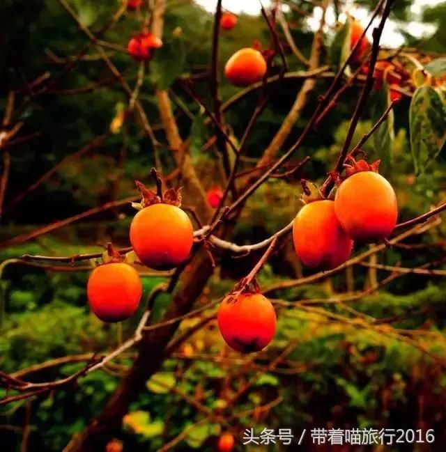 四明山柿子