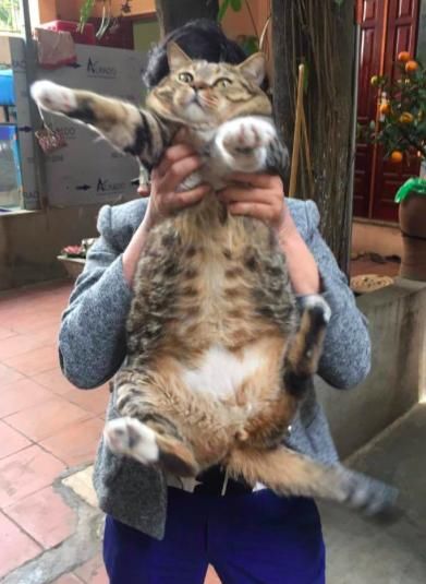 肥猫被主人抱起举高高,猫一脸惊恐:抱稳点,我怕高