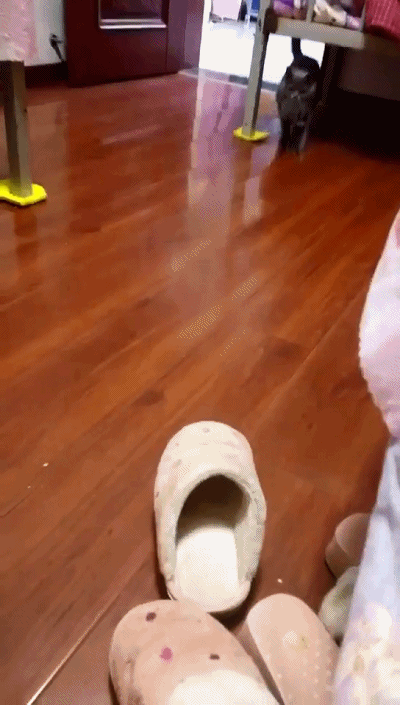 铲屎官:都说母爱伟大,我就没见过你这种假妈妈!