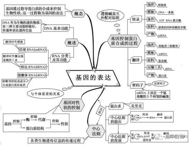 基因表达和遗传学两大定律知识总结,你们要的来啦!