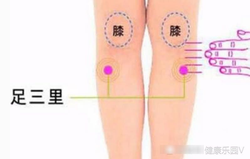 足三里穴,根据位置选择不同口径的火罐