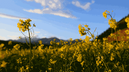 达州宣汉巴山大峡谷这种花成精了!居然长出了