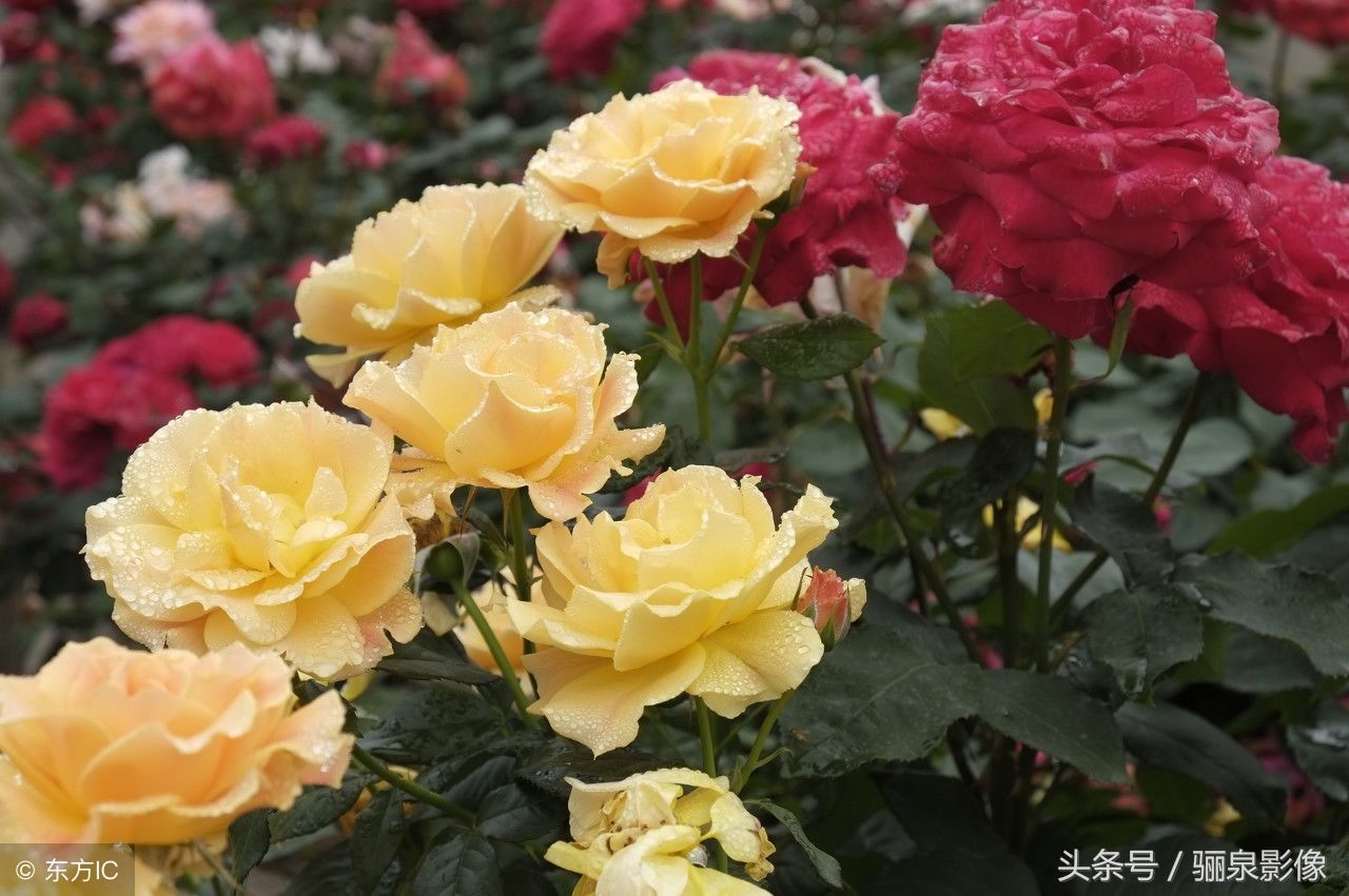 中国十大名花之第五位 月季花不服