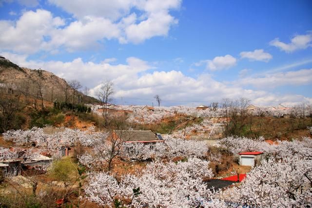 大孤山首届杏梅花旅游节 "杏花有约 为您绽放 "花还没