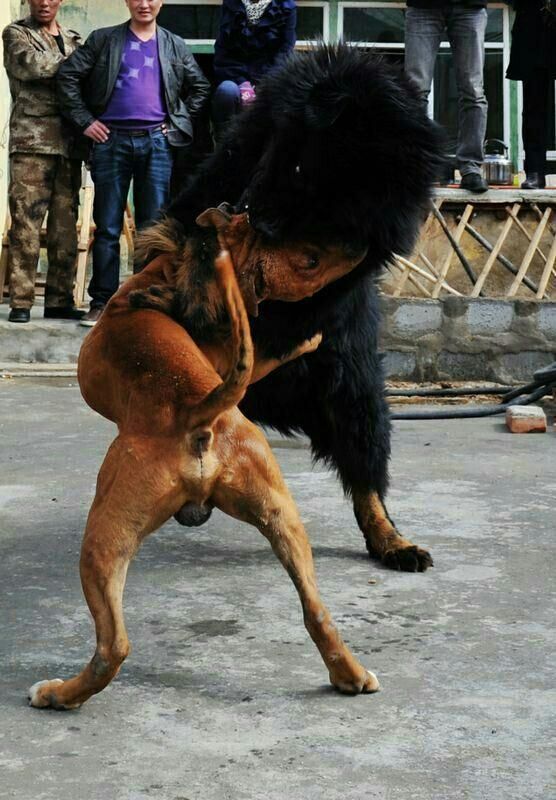 护卫犬vs斗犬,藏獒似乎要把比特犬的脖子扭断