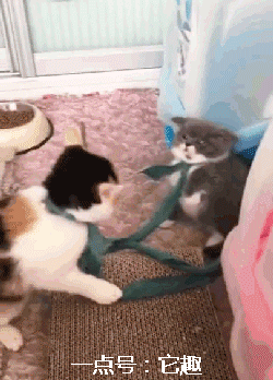 搞笑gif图:这新娘还活着,但是她心已经死了!