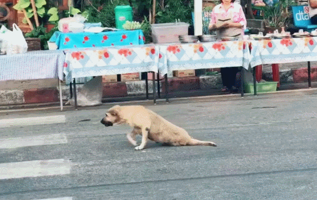 壁纸 动物 狗 狗狗 647_407 gif 动态图 动图