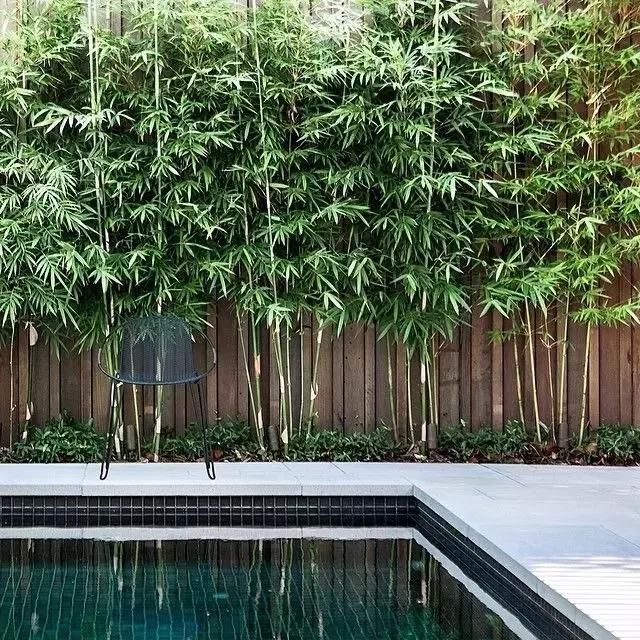 园林景观设计之竹子与庭院,这搭配很符合文人雅士之居