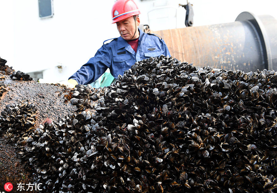 航标上附着生长了大量海虹等贝类海洋生物(图片署名:东方ic"