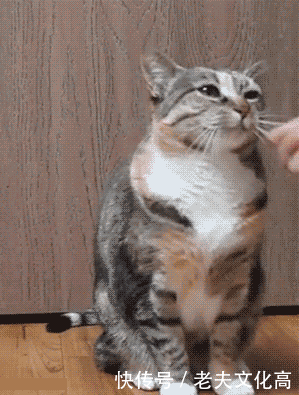 搞笑gif: 活得还不如一匹马, 我都没享受过这样的待遇