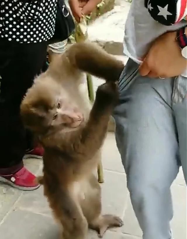 妹子去爬峨眉山,没下山就哭了:你们四川的猴子咋还爱耍流氓